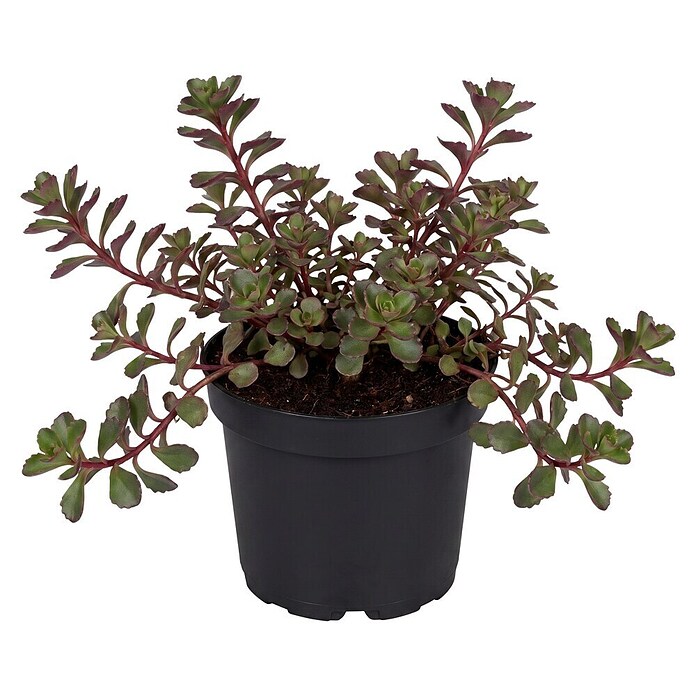 Sedum 13  in 5 bis 7Sorten