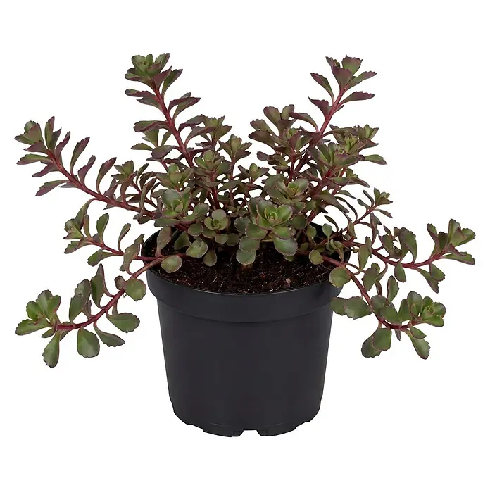 Piardino Fetthenne verschiedene Sorten - Sedum Hybride, Topfgröße: 13 cm - Eine kleine Sukkulente mit grünen Blättern und rötlichen Stielen in einem schwarzen Plastiktopf.