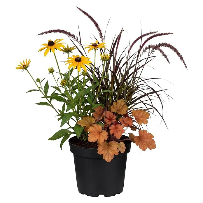 Piardino Stauden-Mix Trio - Stauden plus Gras, Topfgröße: 27 cm - Ein bepflanzter Topf mit gelben Blüten, dunklem Ziergras und kupferfarbenen Blättern in einem schwarzen Topf.