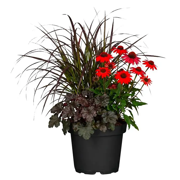 Piardino Stauden-Mix Trio - Stauden plus Gras, Topfgröße: 27 cm - Schwarzer Topf mit dunklem Ziergras, roten Sonnenhüten und dunkelvioletten Blattpflanzen.