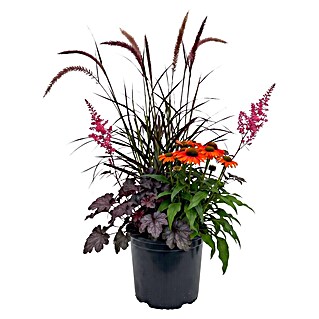 Piardino Stauden-Mix Trio (Stauden plus Gras, Topfgröße: 27 cm)