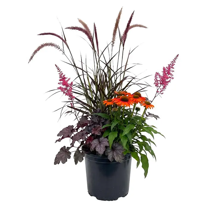 Piardino Stauden-Mix Trio - Stauden plus Gras, Topfgröße: 27 cm - Schwarzer Topf mit lila Ziergras, rosa Astilbe, orangefarbenen Sonnenhüten und dunkelvioletter Purpurglöckchen.
