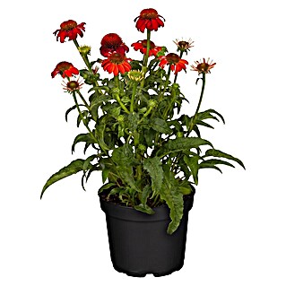 Piardino Sonnenhut (Echinacea purpurea)