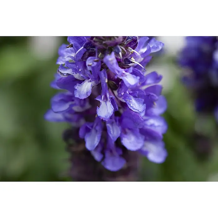 Piardino Stauden-Mix Colours of Summer - Topfgröße: 12 cm - Nahaufnahme einer leuchtend violetten Blume mit weißen Akzenten, die viele kleine, trompetenförmige Blüten zeigt.