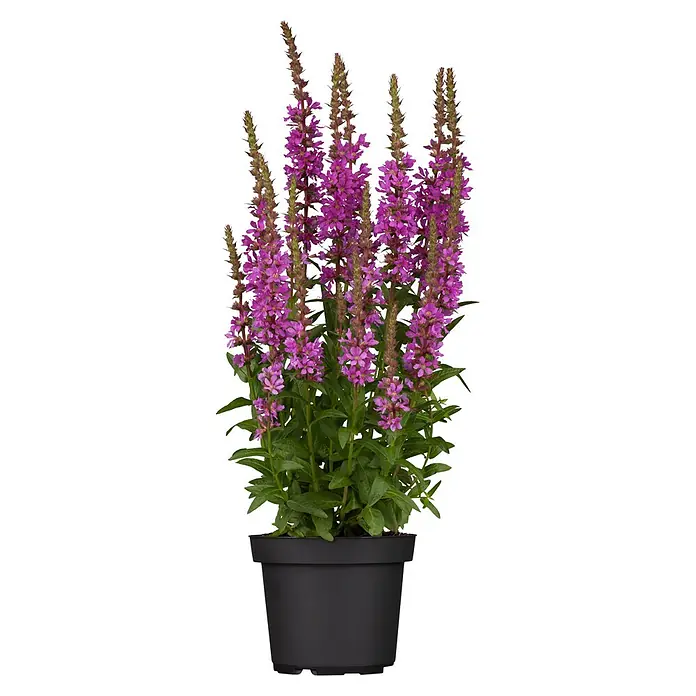 Piardino Stauden-Mix Colours of Summer - Topfgröße: 12 cm - Kräftige violette Blutweiderich-Pflanze mit hohen Blütenähren und grünen Blättern in einem einfachen schwarzen Kunststofftopf.