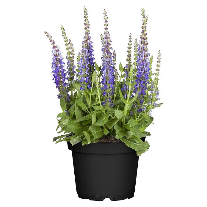 Piardino Stauden-Mix Colours of Summer - Topfgröße: 12 cm - Topfpflanze mit leuchtend violetten, ährenförmigen Blüten und strukturierten grünen Blättern in einem einfachen schwarzen Topf.