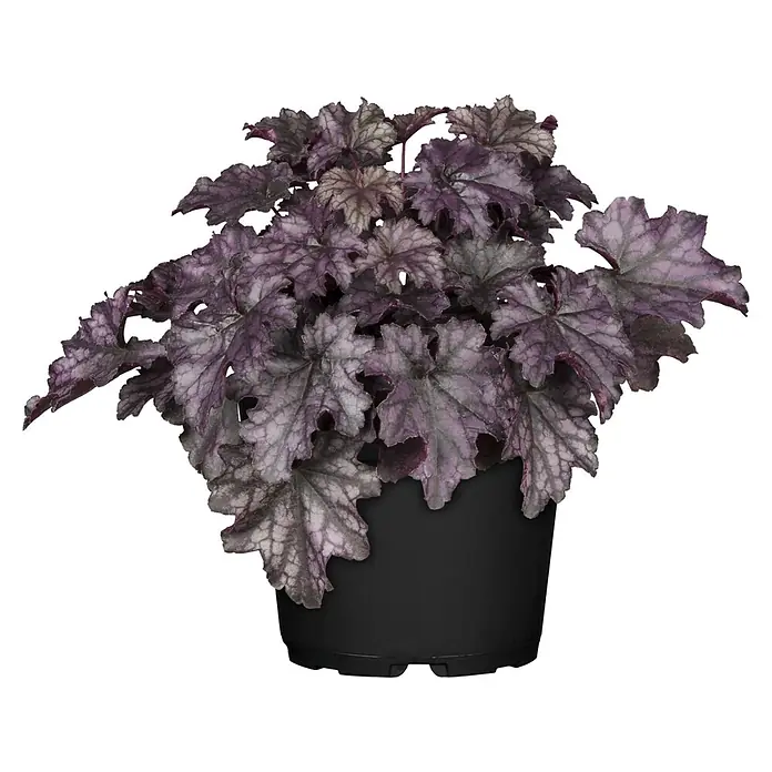 Piardino Stauden-Mix Colours of Summer - Topfgröße: 12 cm - Topfpflanze mit leuchtend violett-grünen Blättern in einem schwarzen Topf.