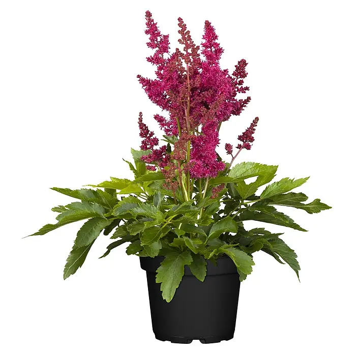 Piardino Stauden-Mix Colours of Summer - Topfgröße: 12 cm - Rosa blühende Pflanze mit grünen Blättern in einem schwarzen Topf.