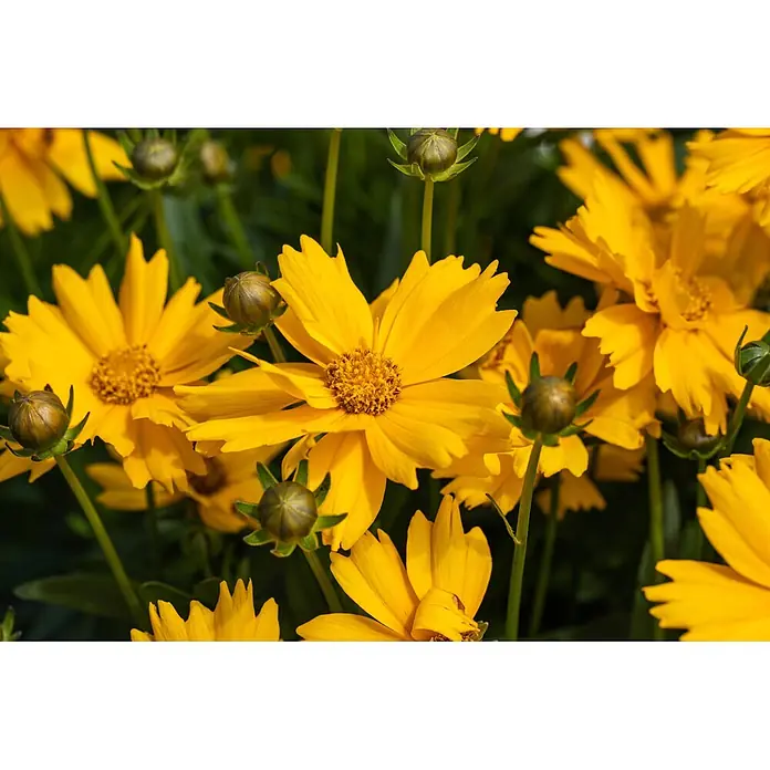 Piardino Stauden-Mix Colours of Summer - Topfgröße: 12 cm - Nahaufnahme von leuchtend gelben Gänseblümchen-ähnlichen Blumen und grünen Knospen.