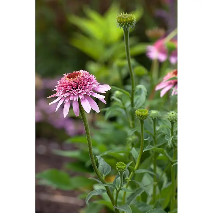 Piardino Stauden-Mix Colours of Summer - Topfgröße: 12 cm - Rosa Sonnenhut mit strukturierter Mitte und länglichen Blütenblättern blühend im Garten, umgeben von grünen Blütenknospen.