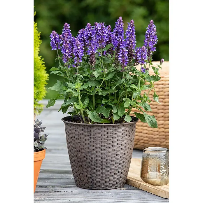 Piardino Stauden-Mix Colours of Summer - Topfgröße: 12 cm - Eine Salvia-Pflanze mit leuchtend violetten Blüten in einem dunkelbraunen Kunststofftopf mit Rattanmuster, geeignet für den Außenbereich.