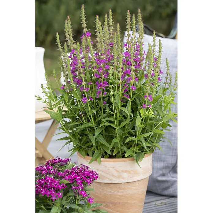 Piardino Stauden-Mix Colours of Summer - Topfgröße: 12 cm - Große Pflanze mit stacheligen violetten Blüten in einem Terrakottatopf, daneben kleinere violette Blüten.