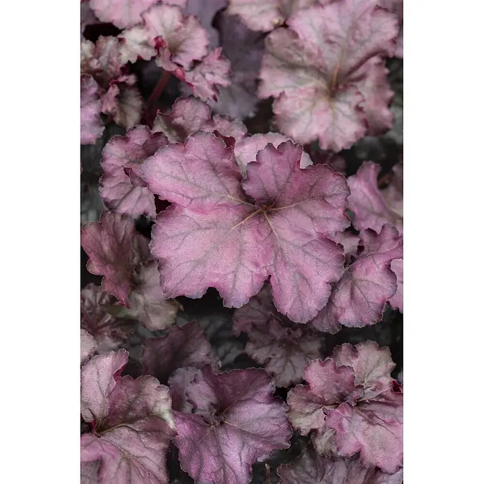 Piardino Stauden-Mix Colours of Summer - Topfgröße: 12 cm - Nahaufnahme von krausen, rosa-violetten Blättern mit deutlichen Adern, weicher Textur und dunkleren Rändern.