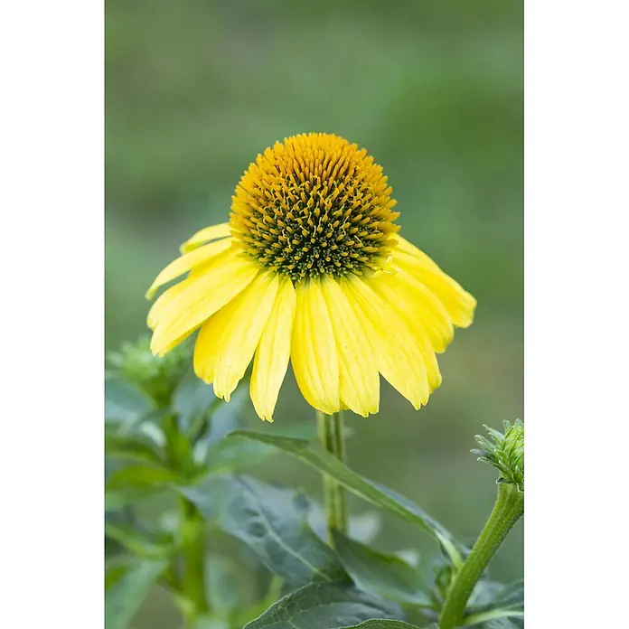 Piardino Stauden-Mix Colours of Summer - Topfgröße: 12 cm - Eine leuchtend gelbe Sonnenhutblume mit einer markanten, strukturierten gelb-orangen Mittelwölbung und strahlenden Blütenblättern.