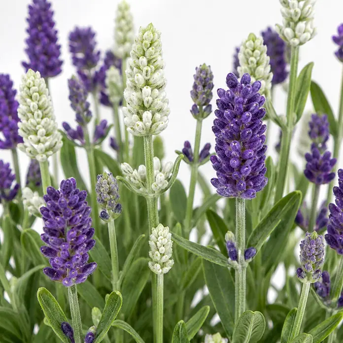 Piardino Lavendel - Lavandula angustifolia, Topfgröße: 13 cm, Blau-Weiß - Nahaufnahme von lila und weißen Lavendelblüten mit grünen Stielen und Blättern.