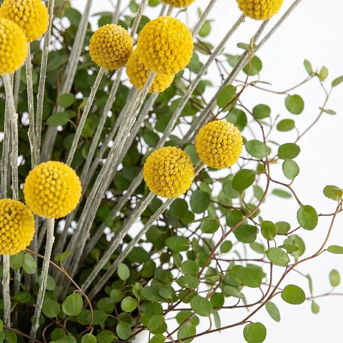Trommelstöckchen mit Mühlenbeckia - Craspedia Duo, Topfgröße: 17 cm, Gelb - Ein Strauß leuchtend gelber Craspedia-Blumen mit zartem grünem Laub.