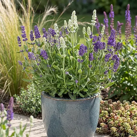 Piardino  Lavendel