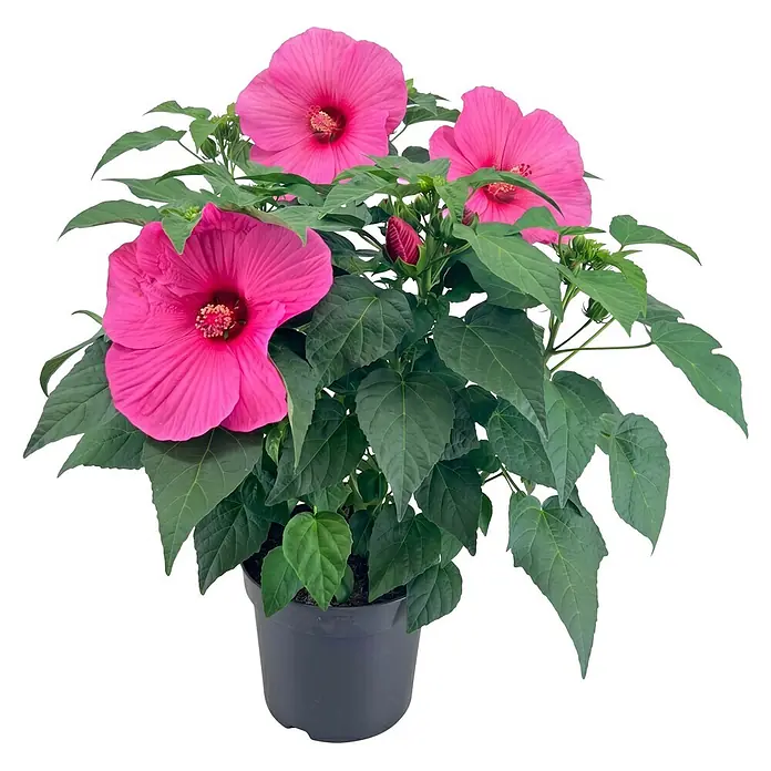 Piardino Staude Riesenhibiskus mit XXL Blüten - 'Newbiscus® Mauvelous', Topfgröße: 23 cm - Topfpflanze mit leuchtend pinken Blüten und grünen Blättern in einem dunklen Topf.