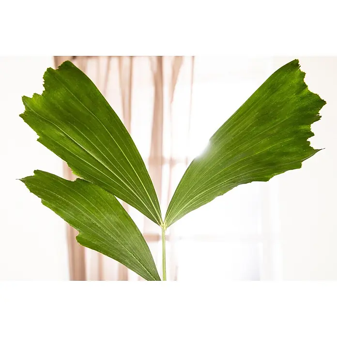 Piardino Fischschwanzpalme - Caryota mitis, Topfgröße: 32 cm - Drei breite, leuchtend grüne Pflanzenblätter mit deutlich gezackten Rändern.