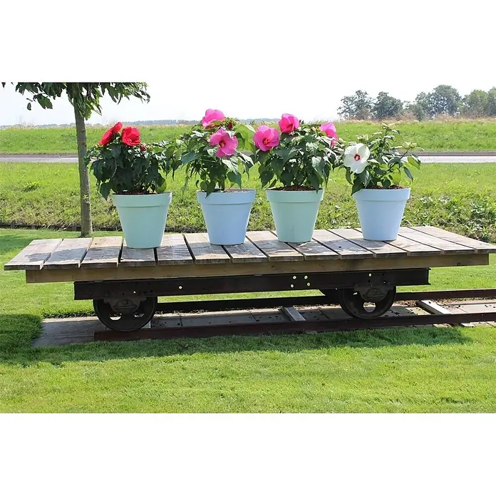 Piardino Staude Riesenhibiskus mit XXL Blüten - 'Newbiscus® Mauvelous', Topfgröße: 23 cm - Vier pastellfarbene Hibiskuspflanzen in Töpfen auf einem rustikalen Holzkarren mit Rädern auf Schienen, im Garten.