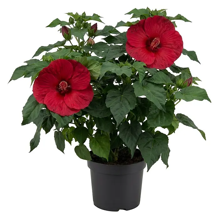 Piardino Staude Riesenhibiskus mit XXL Blüten - 'Newbiscus® Mauvelous', Topfgröße: 23 cm - Topf-Hibiskus mit leuchtend roten Blüten und grünen Blättern in schwarzem Topf.