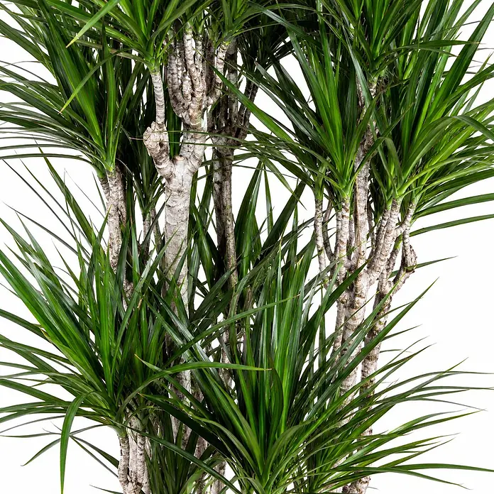 Piardino Drachenbaum verzweigt - Dracaena marginata, Topfgröße: 32 cm - Eine lebendige Pflanze mit mehreren dicken, texturierten hellen Stämmen und zahlreichen langen, schmalen grünen Blättern.