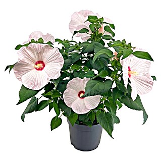 Piardino Staude Riesenhibiskus mit XXL Blüten