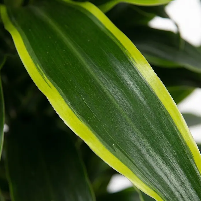 Piardino Drachenbaum - Dracaena 'Dorado', Topfgröße: 32 cm, Grün/gelb - Leuchtend grünes Pflanzenblatt mit heller gelber Variegation am Rand, natürliche Textur zeigend.