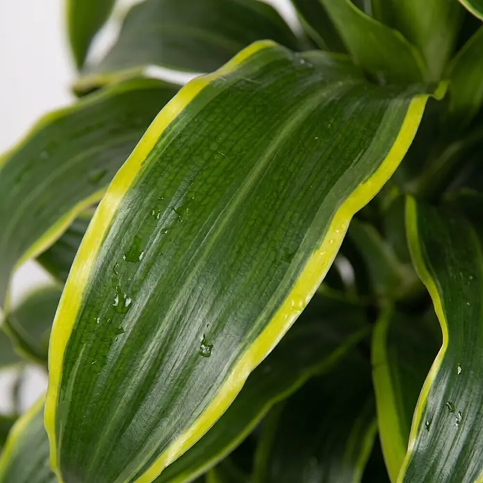 Piardino Drachenbaum - Dracaena 'Dorado', Topfgröße: 32 cm, Grün/gelb - Nahaufnahme eines panaschierten grünen und gelben Pflanzenblattes mit Wassertropfen.