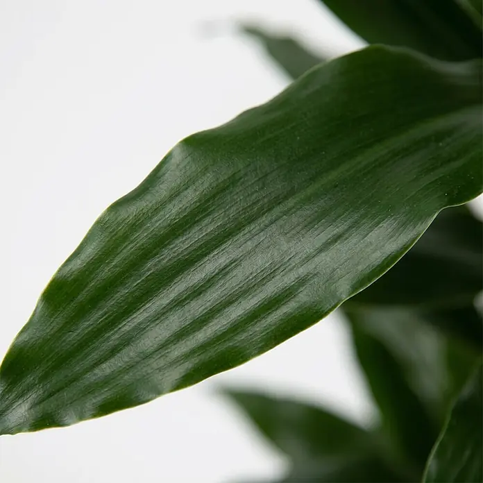 Drachenbaum verzweigt - Dracaena fragrans 'Janet Lind', Topfgröße: 32 cm, Dunkelgrün - Nahaufnahme eines dunkelgrünen Blattes mit sichtbaren parallelen Adern und leicht welliger Textur.