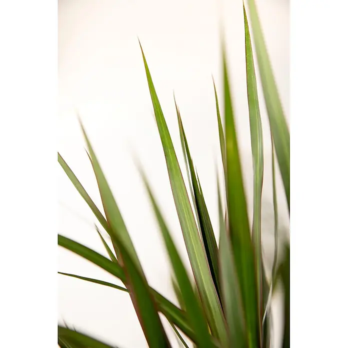 Piardino Drachenbaum - Dracaena marginata, Topfgröße: 12 cm, Grün/Rot - Nahaufnahme mehrerer langer, schmaler grüner Pflanzenblätter mit dezenten rötlichen Rändern, vertikal angeordnet.