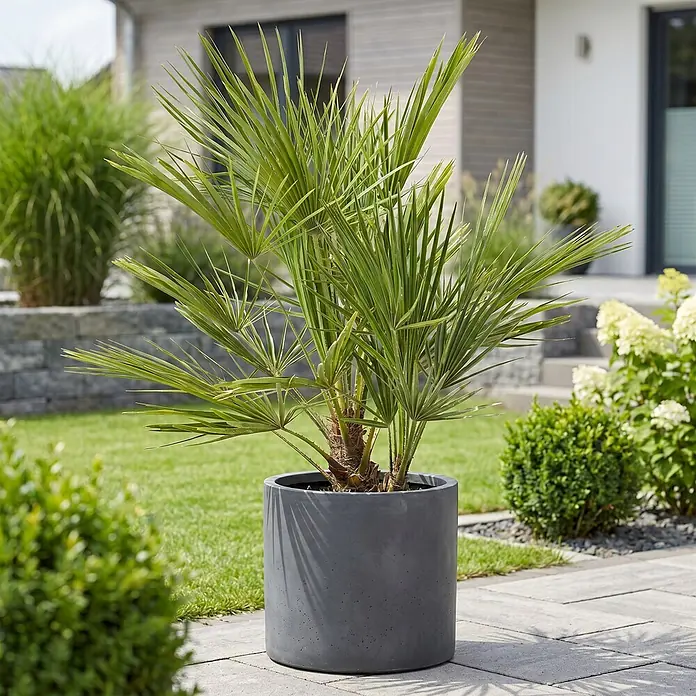 Zwergpalme - Chamaerops humilis, Topfgröße: 26 cm, Aktuelle Wuchshöhe: 150 cm - 160 cm - Großer grauer zylindrischer Pflanzkübel mit Palmenpflanze auf einer gepflasterten Terrasse im Garten.