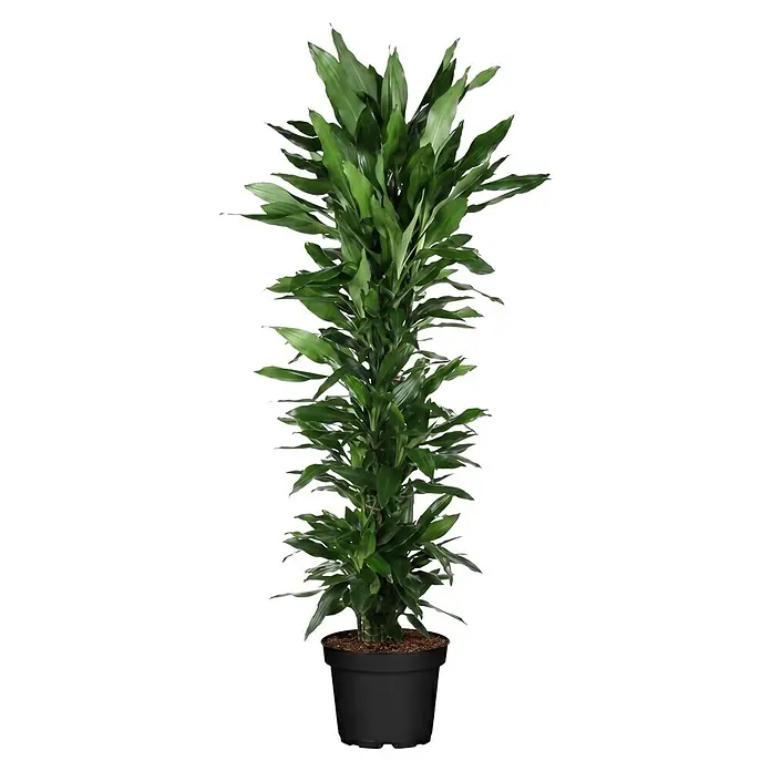 Drachenbaum verzweigt - Dracaena fragrans 'Janet Lind', Topfgröße: 32 cm, Dunkelgrün - Hohe grüne Blattpflanze im schwarzen Topf.
