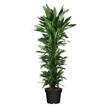 Drachenbaum verzweigt