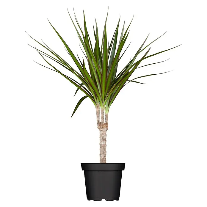 Piardino Drachenbaum - Dracaena marginata, Topfgröße: 12 cm, Grün/Rot - Topf-Drachenbaum mit grünen Blättern, roten Rändern und hellem Stamm in einem schwarzen Plastiktopf.