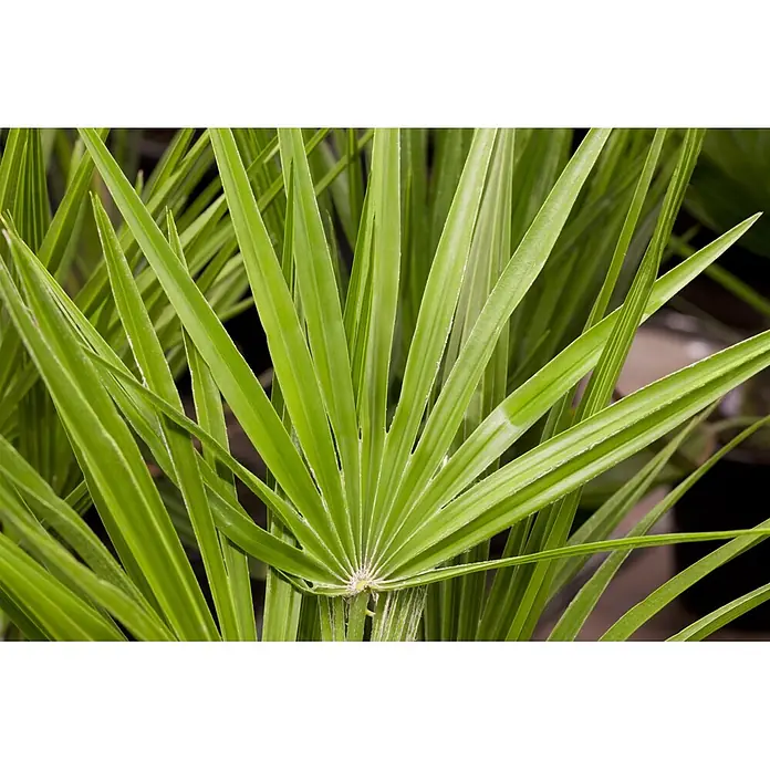 Zwergpalme - Chamaerops humilis, Topfgröße: 26 cm, Aktuelle Wuchshöhe: 150 cm - 160 cm - Leuchtend grüne Fächerpalmenblätter mit faseriger Textur.