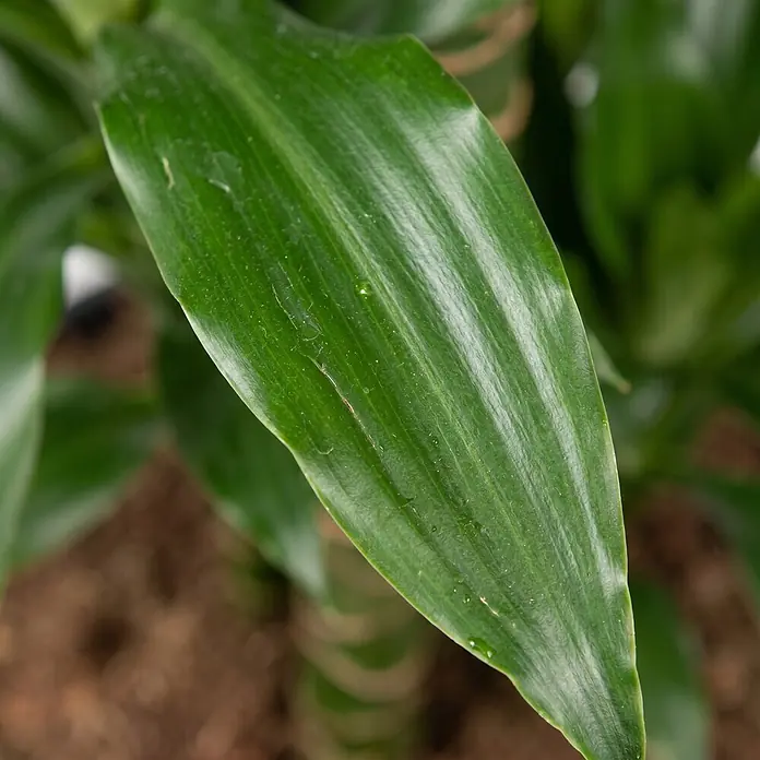 Drachenbaum verzweigt - Dracaena fragrans 'Janet Lind', Topfgröße: 32 cm, Dunkelgrün - Leuchtend grünes Pflanzenblatt mit sichtbaren parallelen Adern und feinen Wassertropfen.