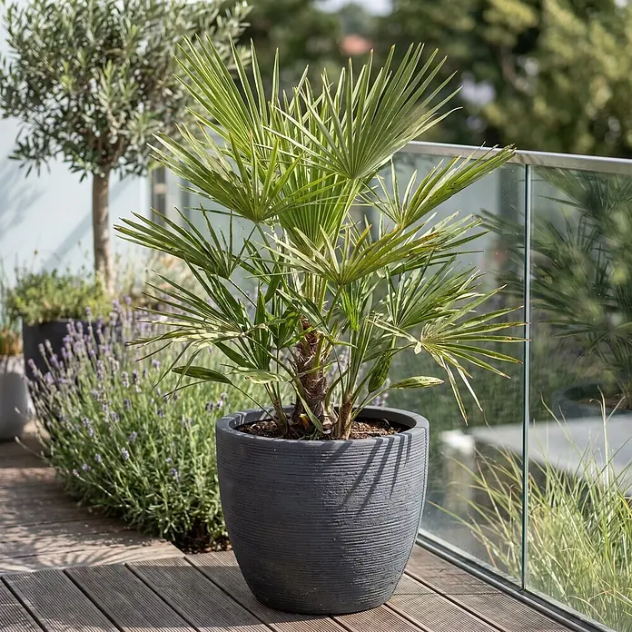 Zwergpalme - Chamaerops humilis, Topfgröße: 26 cm, Aktuelle Wuchshöhe: 150 cm - 160 cm - Ein grauer, strukturierter Pflanztopf mit einer Palme auf einer modernen Holzterrasse neben einem Glasgeländer.