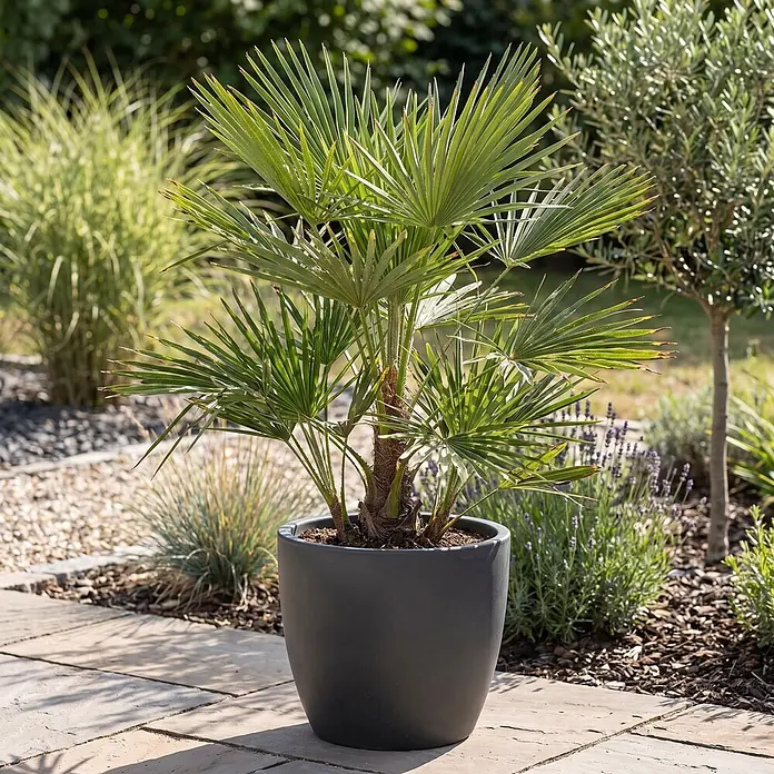 Zwergpalme - Chamaerops humilis, Topfgröße: 26 cm, Aktuelle Wuchshöhe: 150 cm - 160 cm - Eine kleine Palme in einem dunkelgrauen, runden Pflanzgefäß steht auf Steinplatten in einem sonnigen Garten.