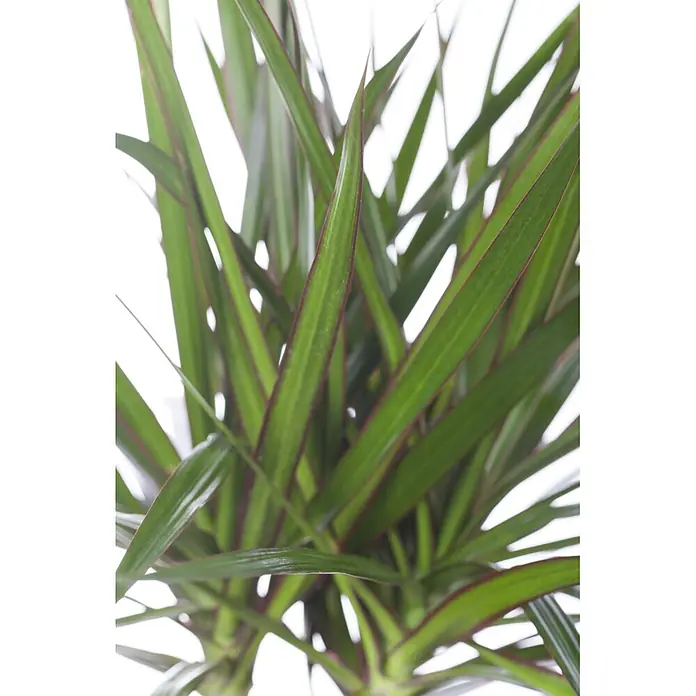 Piardino Drachenbaum - Dracaena marginata, Topfgröße: 12 cm, Grün/Rot - Grüne Pflanze mit langen, spitzen Blättern und roten Rändern.