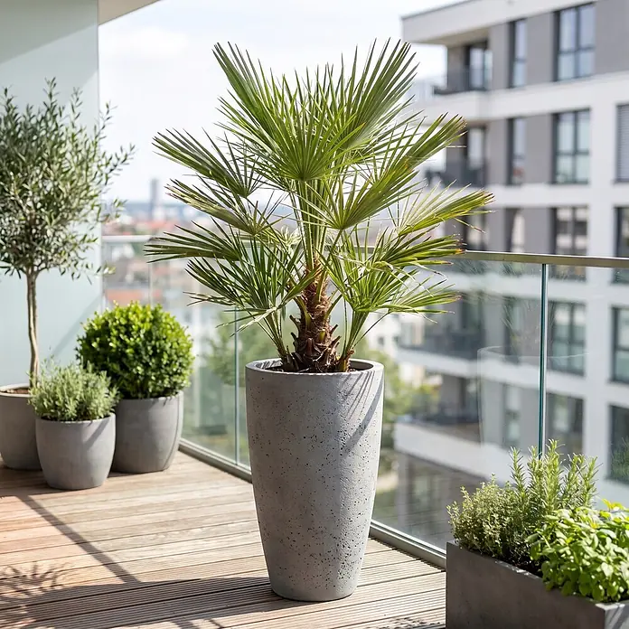 Zwergpalme - Chamaerops humilis, Topfgröße: 26 cm, Aktuelle Wuchshöhe: 150 cm - 160 cm - Ein hoher, grauer, konischer Betonkübel mit einer Palme, der auf einem Holzbalkonboden zwischen anderen Topfpflanzen und einer Stadtansicht steht.