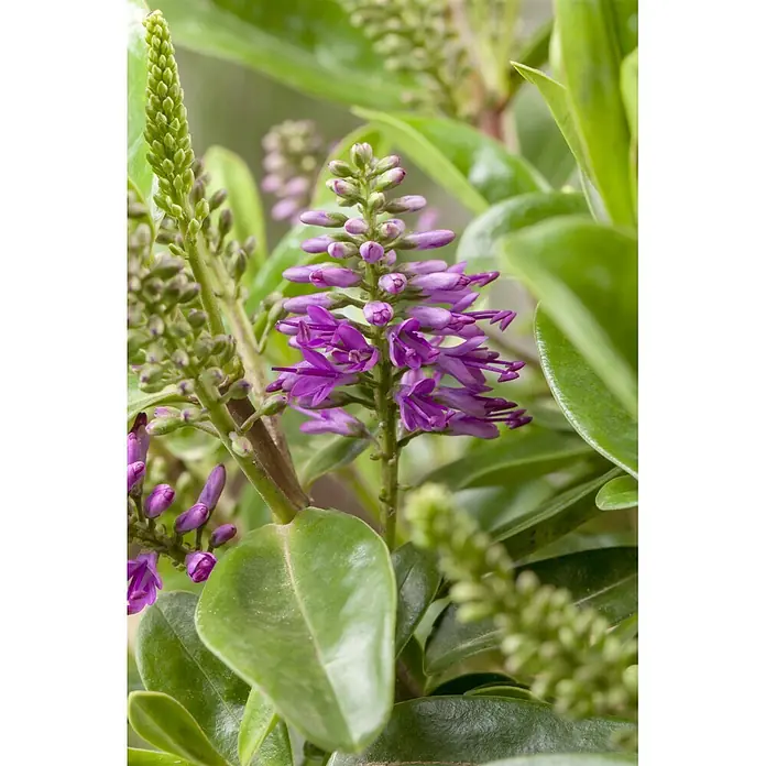Piardino Strauchveronika - Hebe andersonii Kiwi, Topfgröße: 23 cm - Nahaufnahme einer Pflanze mit leuchtend violetten Ährenblüten und grünen Blättern.