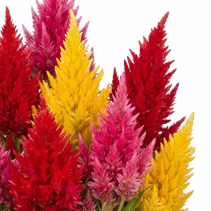 Piardino Silber-Brandschopf - Celosia argentea 'Trio', Topfvolumen: 13 l - Lebendige rote, pinke und gelbe federförmige Celosia-Blüten zusammen arrangiert.