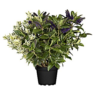 Piardino Strauchveronika (Hebe andersonii Quattro, Topfgröße: 23 cm)