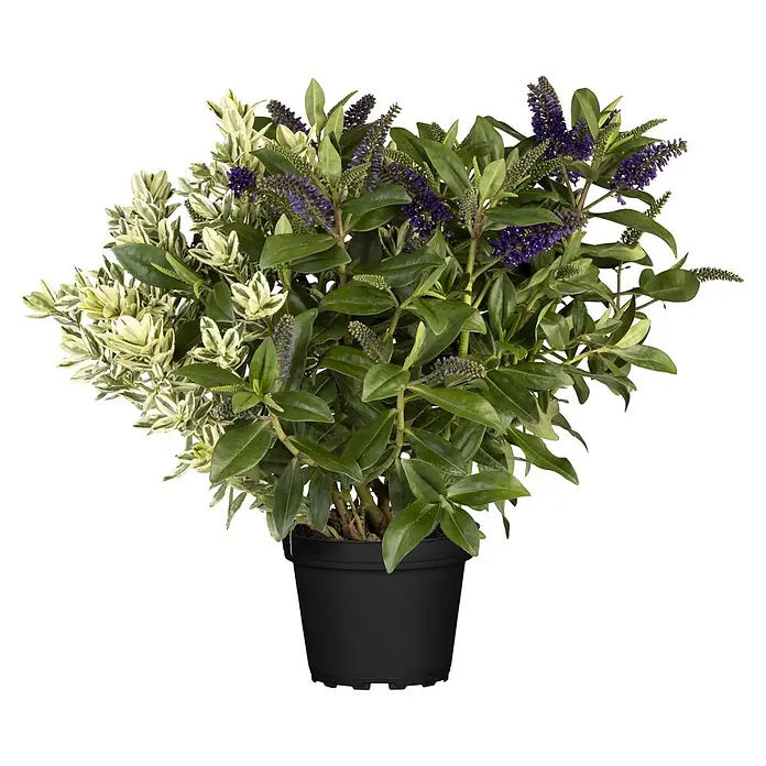 Piardino Strauchveronika -  - Topfpflanze Hebe mit grünen und panaschierten Blättern, lila Blüten und Knospen in einem schwarzen Topf.