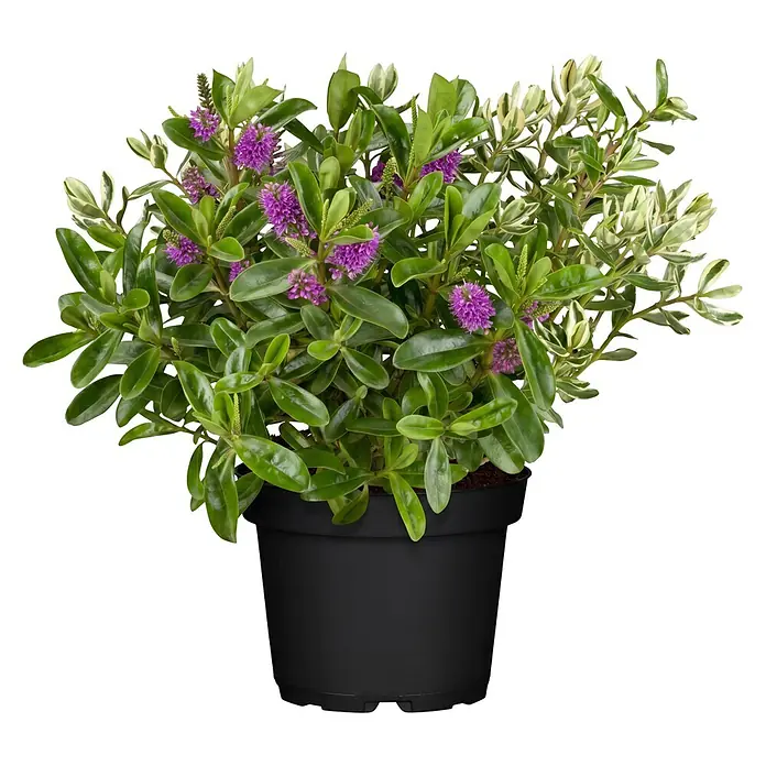 Piardino Strauchveronika - Hebe andersonii Kiwi, Topfgröße: 23 cm - Eine lebendige Topfpflanze mit glänzend grünen und panaschierten Blättern und kleinen violetten Blüten in einem schwarzen Pflanztopf.