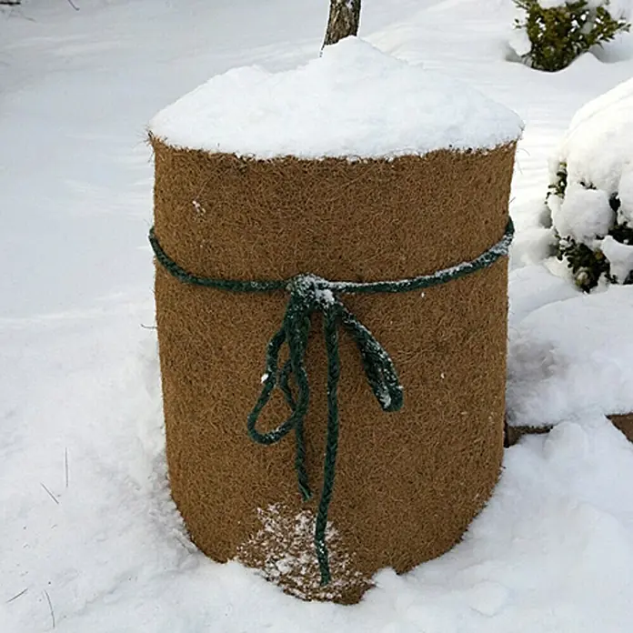 Floraworld Classic Kokosschutzmatte - 150 x 50 cm - Eine braune Pflanzenschutzhülle aus Kokosfaser mit grüner Schnur ist mit Schnee bedeckt, um Pflanzen vor dem Winter zu schützen.