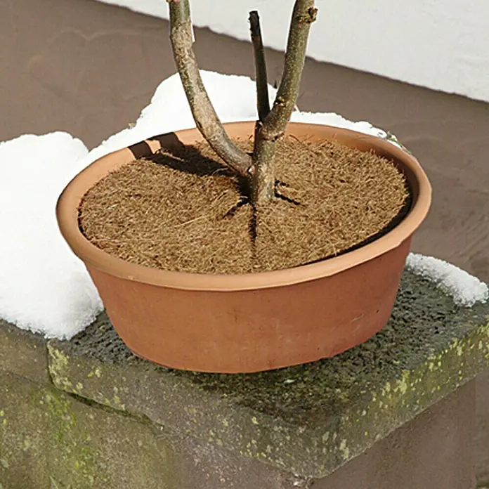 Floraworld Kokosmulchscheibe - 37 cm - Nahaufnahme eines Pflanzgefäßes mit einer kleinen Pflanze, das auf einer steinernen Oberfläche im Schnee steht.