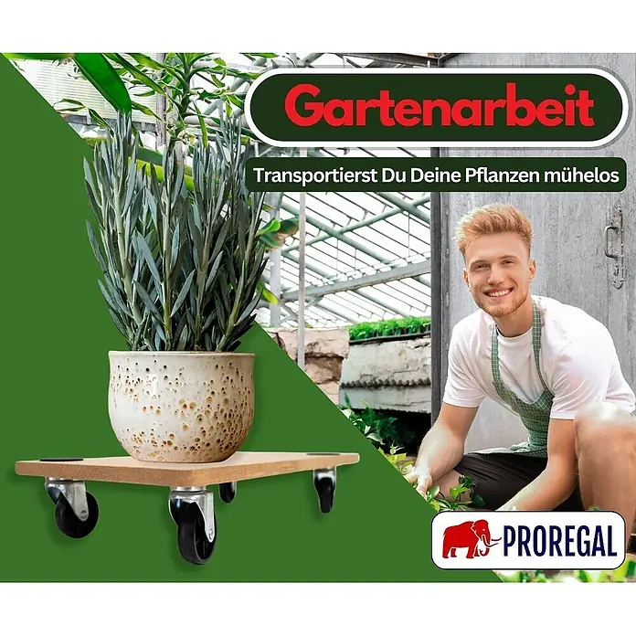 Proregal Transportroller HERCULES 2 Stück MDF Holzplatte - Traglast: 200 kg, Holz - Hölzerner Pflanzenroller mit Rollen zum mühelosen Transport von Topfpflanzen. Er trägt eine Pflanze im Keramiktopf.