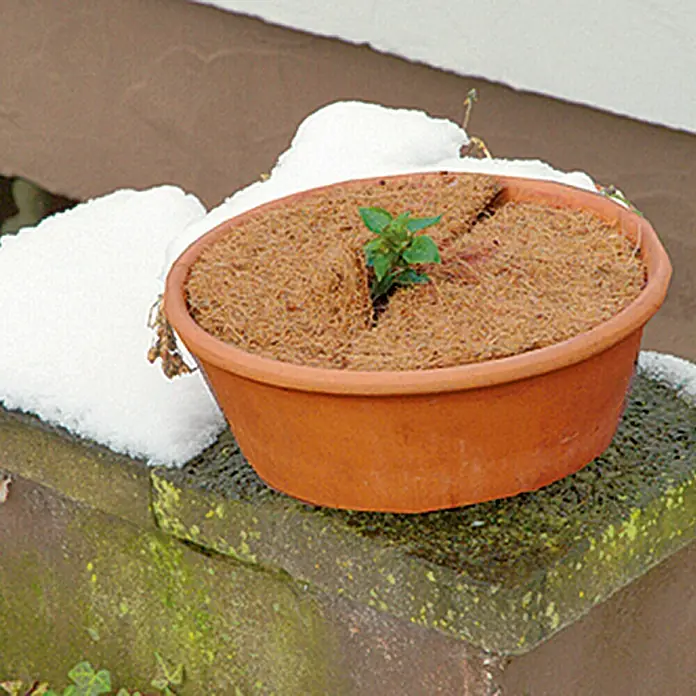Floraworld Kokosmulchscheibe - 45 cm - Terracotta-Pflanzgefäß mit Kokosfasereinsatz und junger Pflanze im Schnee, ideal für den Winterschutz von Pflanzen im Garten oder auf dem Balkon.